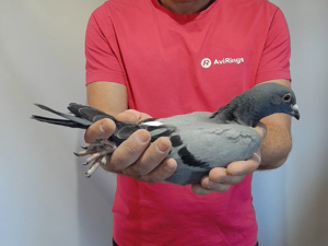 Pigeon image