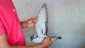 Pigeon image