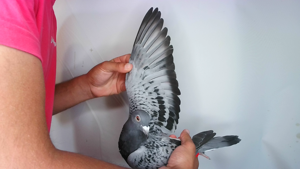 Pigeon image