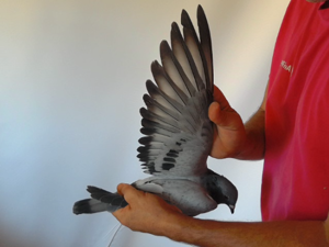 Pigeon image