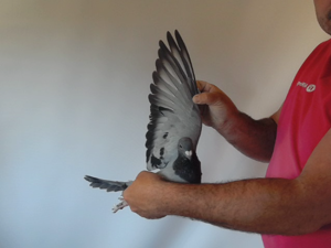 Pigeon image
