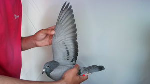 Pigeon image