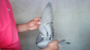 Pigeon image