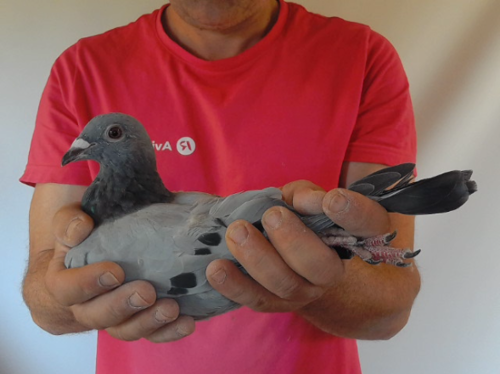 Pigeon image