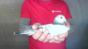 Pigeon image