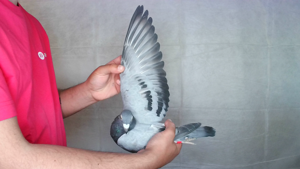 Pigeon image