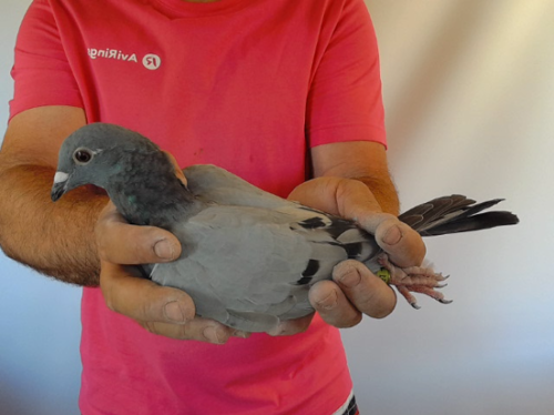 Pigeon image