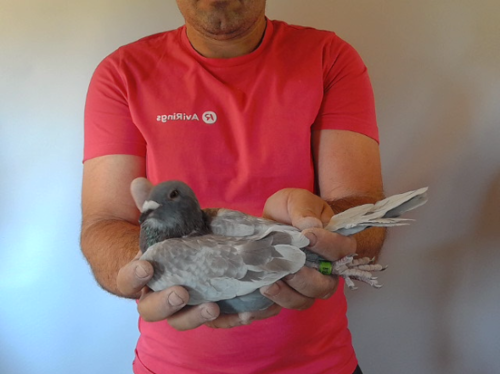 Pigeon image