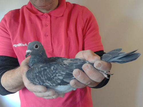 Pigeon image