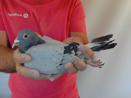 Pigeon image