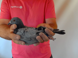 Pigeon image