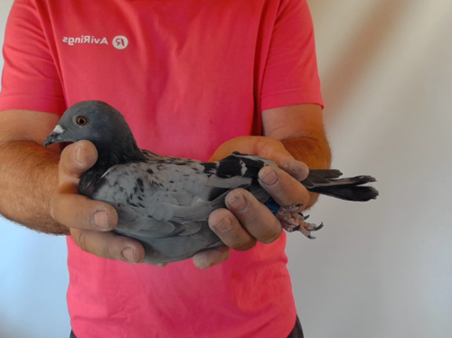 Pigeon image