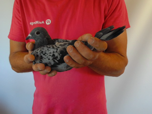 Pigeon image