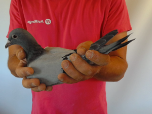 Pigeon image