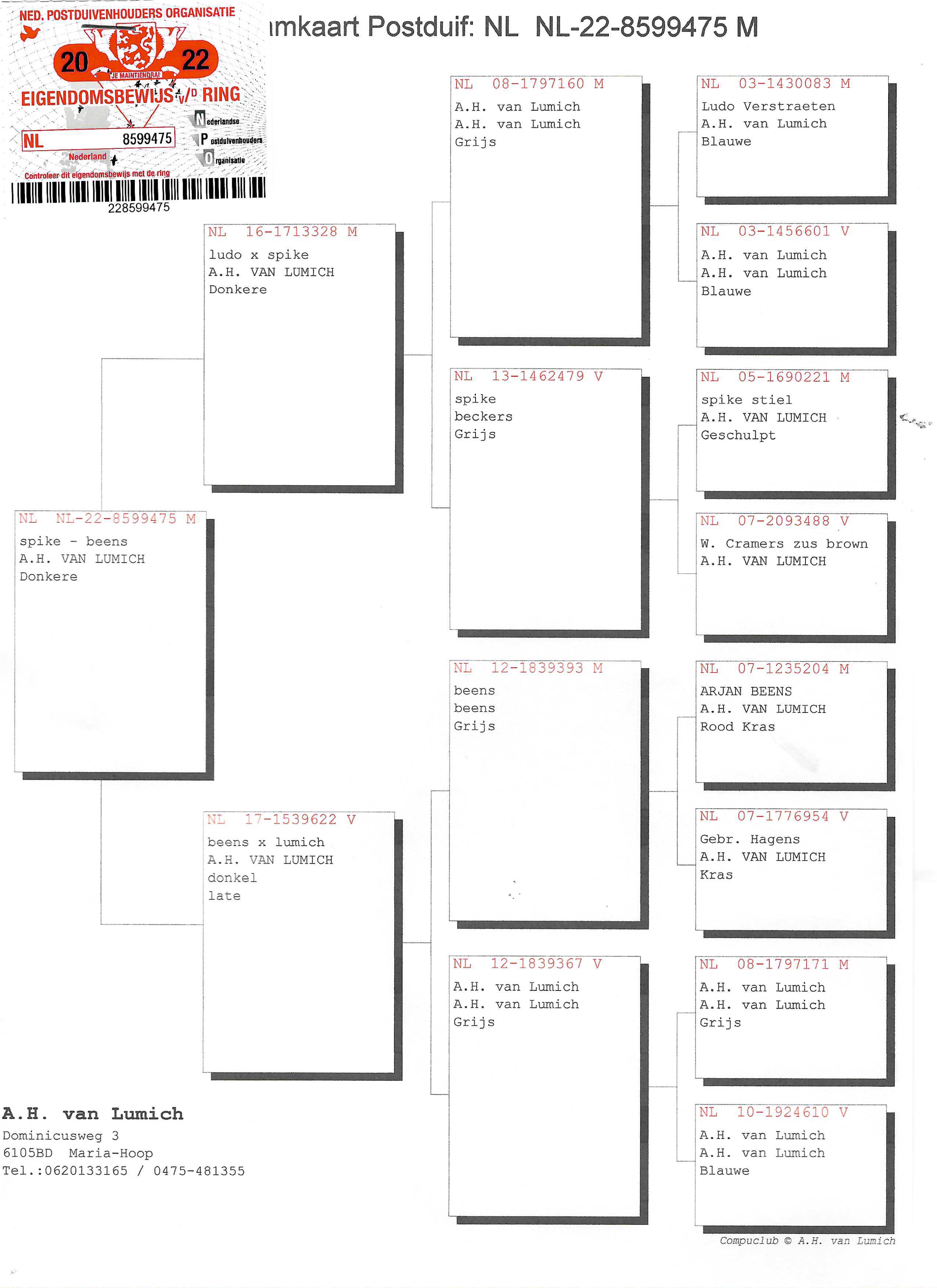 Pigeon pedigree image