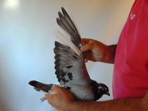 Pigeon image
