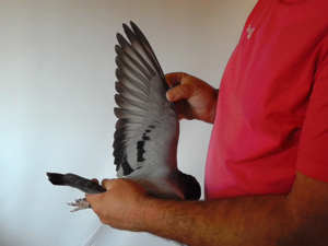 Pigeon image