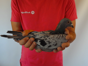 Pigeon image