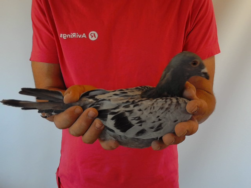 Pigeon image