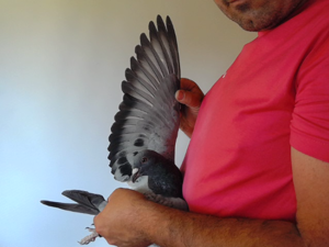 Pigeon image