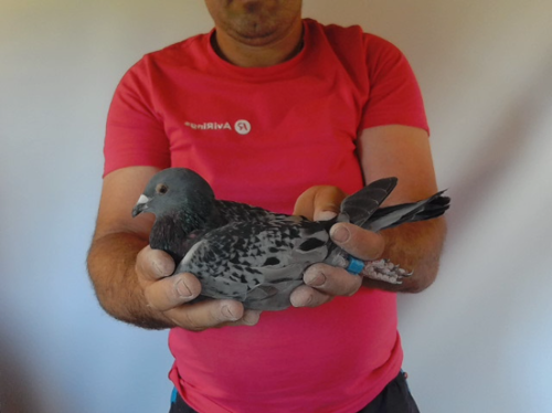 Pigeon image