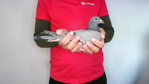 Pigeon image