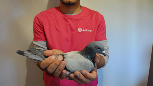 Pigeon image