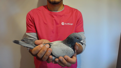 Pigeon image