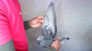 Pigeon image