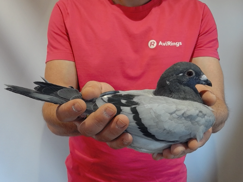 Pigeon image