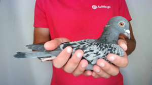 Pigeon image
