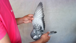 Pigeon image
