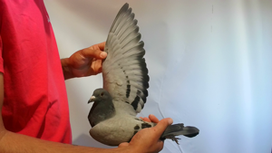 Pigeon image