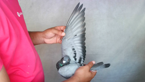 Pigeon image