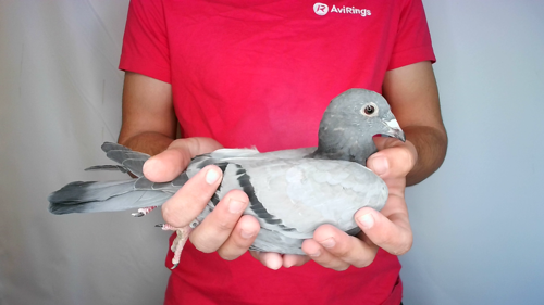Pigeon image