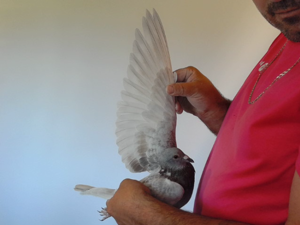 Pigeon image