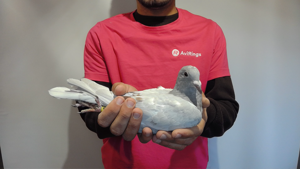 Pigeon image