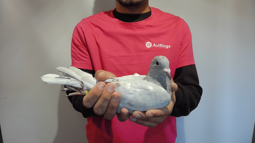 Pigeon image