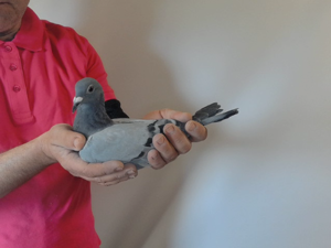 Pigeon image