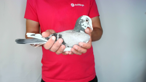 Pigeon image