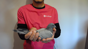 Pigeon image