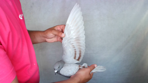 Pigeon image