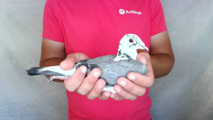 Pigeon image