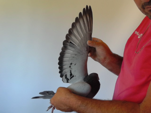 Pigeon image