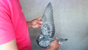 Pigeon image