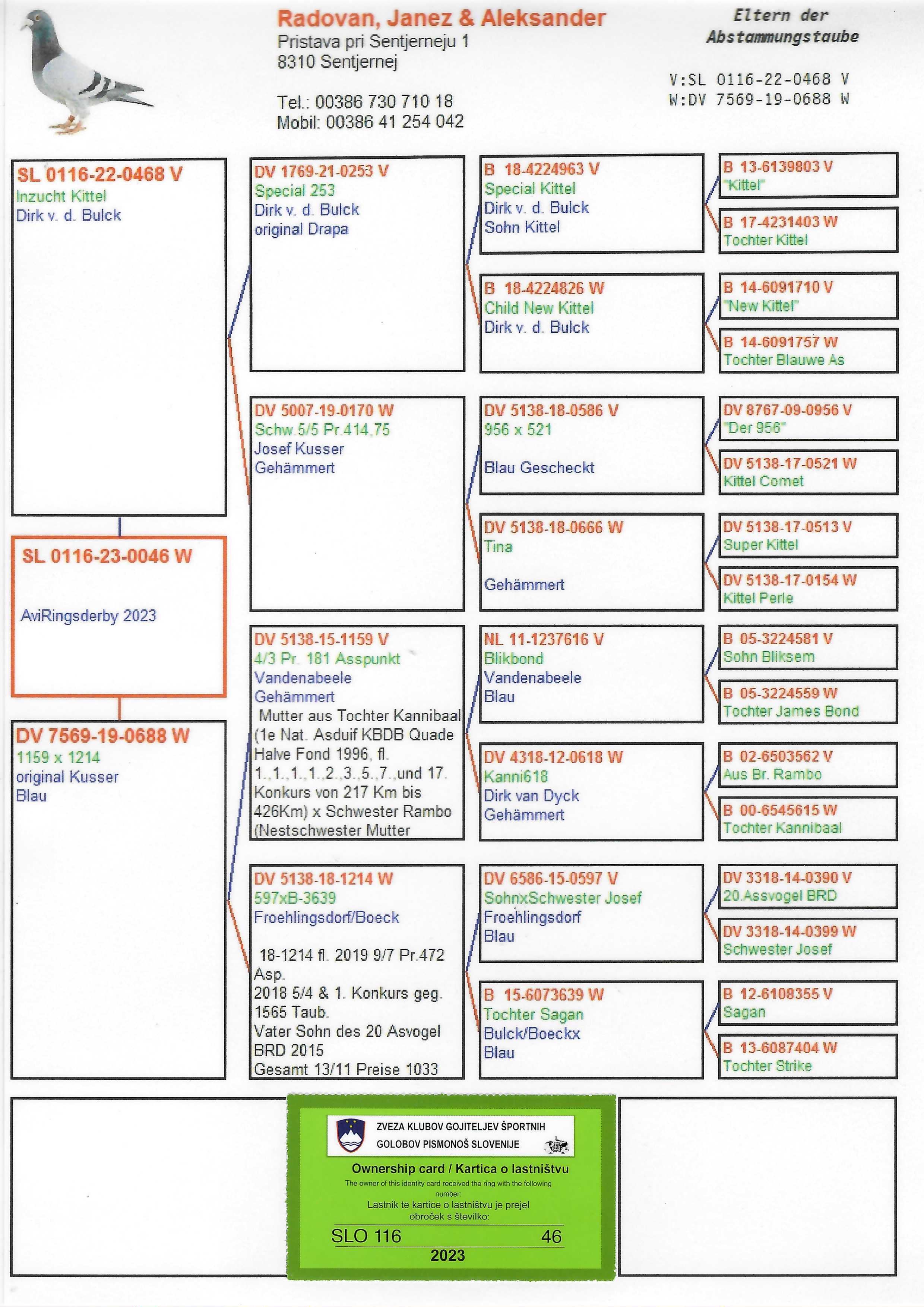 Pigeon pedigree image