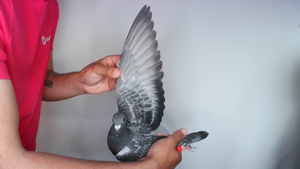 Pigeon image