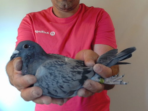 Pigeon image
