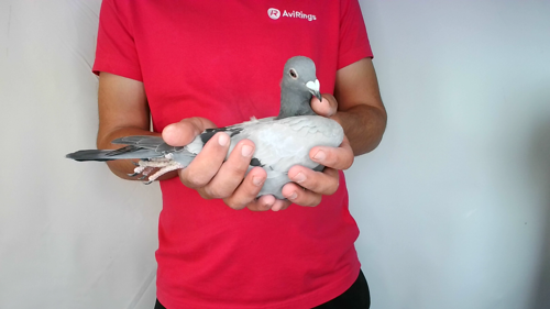 Pigeon image