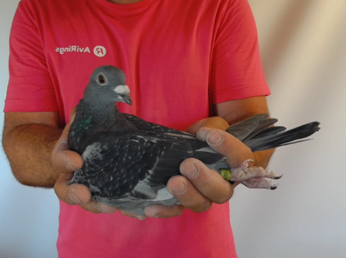 Pigeon image
